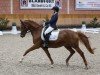 dressage horse Cookie A (German Riding Pony, 2017, from Kastanienhof Cockney Cracker)