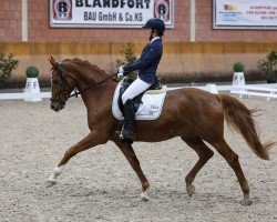 dressage horse Cookie A (German Riding Pony, 2017, from Kastanienhof Cockney Cracker)