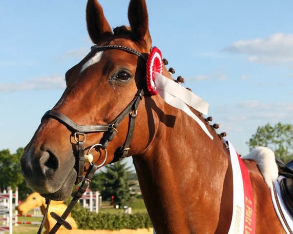 Springpferd Quaidlyn (Deutsches Sportpferd, 2009, von Quaterback)