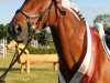 Springpferd Quaidlyn (Deutsches Sportpferd, 2009, von Quaterback)