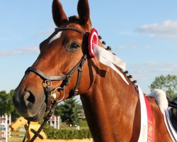 Springpferd Quaidlyn (Deutsches Sportpferd, 2009, von Quaterback)
