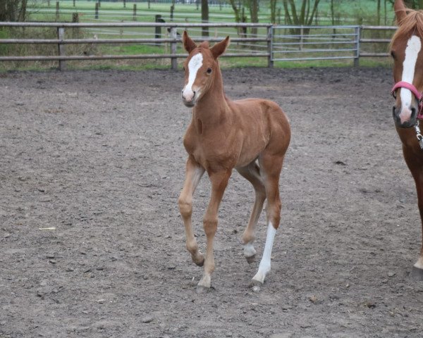 dressage horse No Time To Die JP (German Riding Pony, 2021, from Fs Numero Uno)