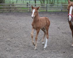 Dressurpferd No Time To Die JP (Deutsches Reitpony, 2021, von Fs Numero Uno)