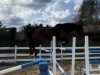 jumper Linus JD (Westphalian, 2016, from Lordanos)