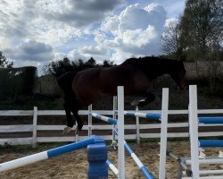 jumper Linus JD (Westphalian, 2016, from Lordanos)