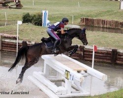 jumper Cute as Honey (Holsteiner,  , from Contendro I)