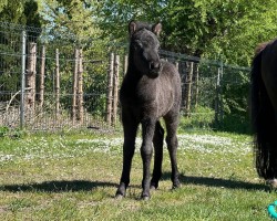 foal by Janikos Just in Black (German Classic Pony, 2025, from Just Dance vom Regenbogen)