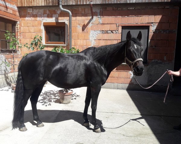 dressage horse Sweet Chili (Austrian Warmblood, 2011, from Heinrich Heine)