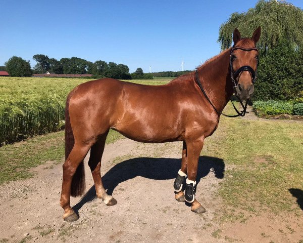 broodmare Waluna 13 (Hanoverian, 2001, from Wolkentanz I)