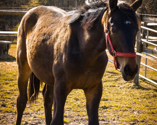 dressage horse Baron de Courage (Oldenburg, 2020, from Bon Courage 4)