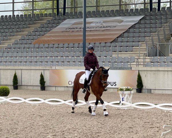 Dressurpferd Der ist es (Deutsches Reitpony, 2018, von Da Capo)