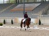 dressage horse Der ist es (German Riding Pony, 2018, from Da Capo)
