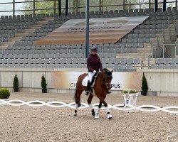 Dressurpferd Der ist es (Deutsches Reitpony, 2018, von Da Capo)