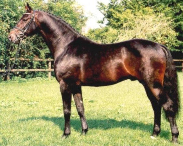 stallion Landjonker (Fruhling) (Oldenburg, 1987, from Landadel)