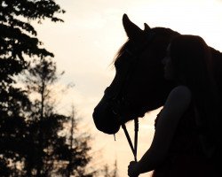 Springpferd Nirvana RL (Deutsches Reitpony, 2012, von Arrak N)