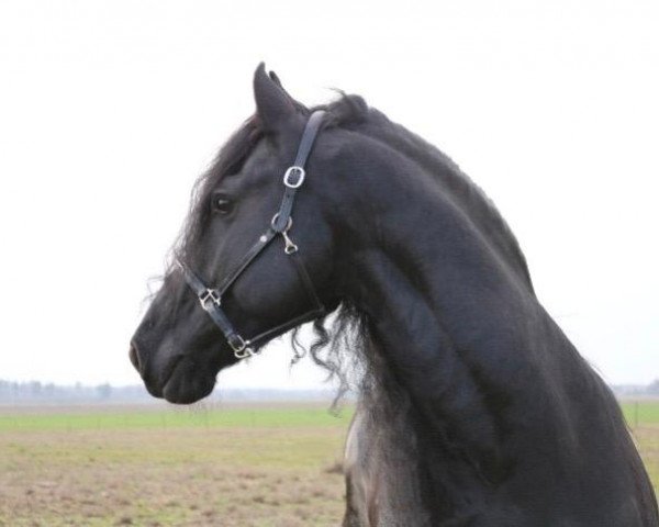 Pferd Hidde van 't Speyksbosch (Friese, 2010, von Beart 411)