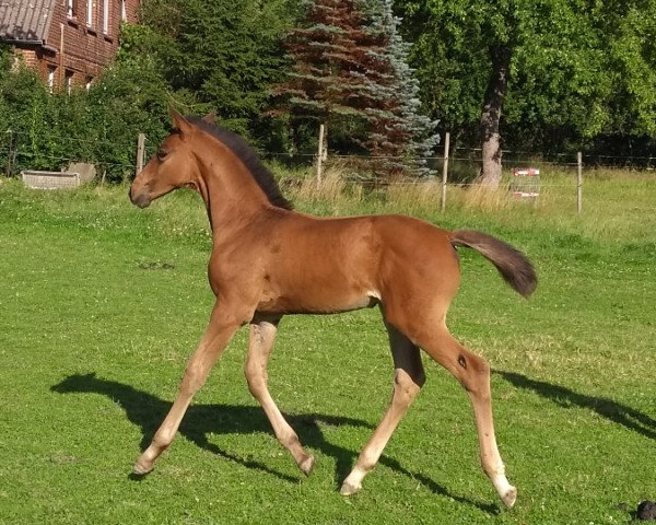 Springpferd Nuances De Caramel (Holsteiner, 2020, von Diego de Semilly)