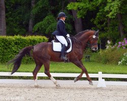 dressage horse Redwood (Oldenburg, 2008, from Rohdiamant)