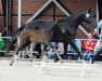 dressage horse Stute von Zonik One / De Niro (Westphalian, 2017, from Zonik One)