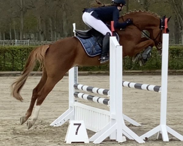 stallion Steendieks Challenger (German Riding Pony, 2016, from FS Chambertin)
