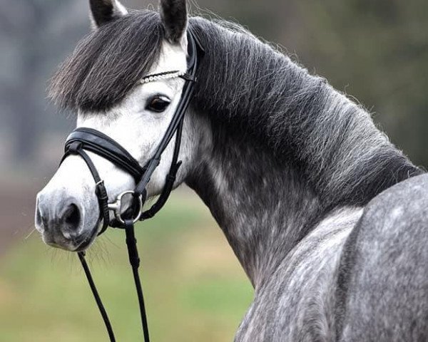 Zuchtstute Charlotte (Deutsches Reitpony, 2016, von Halifax)