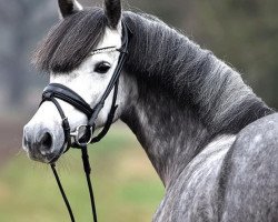 broodmare Charlotte (German Riding Pony, 2016, from Halifax)