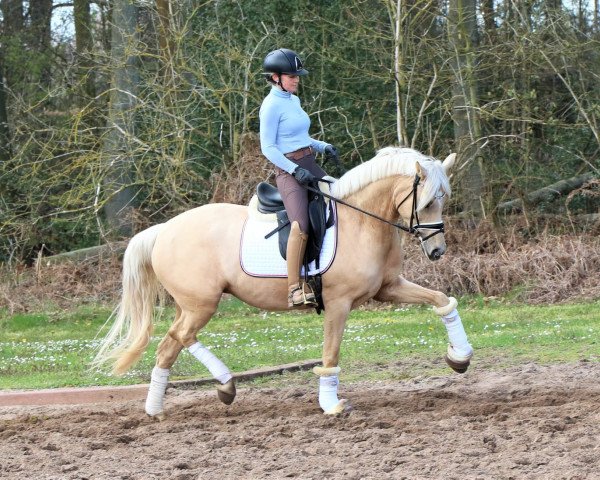 Zuchtstute Melting Moment (Deutsches Reitpony, 2016, von Petit Magic Moment)