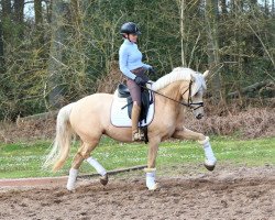 broodmare Melting Moment (German Riding Pony, 2016, from Petit Magic Moment)