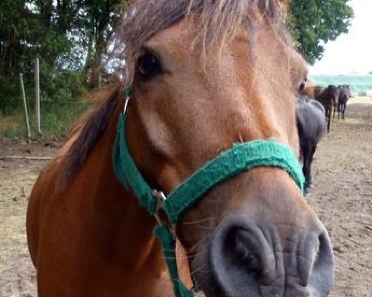 horse Highwayman (Dartmoor Pony, 1999, from Cawsand Lightning)