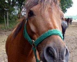 Pferd Highwayman (Dartmoor-Pony, 1999, von Cawsand Lightning)