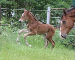 Springpferd Holifina (Hannoveraner, 2021, von High Level 7)