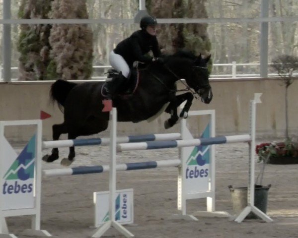 broodmare Aesoka Tano (Holsteiner, 2011, from Connor 48)