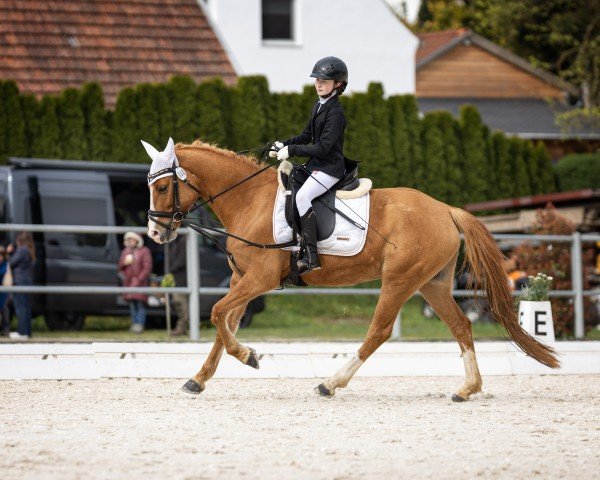 Dressurpferd Schneeweißchen K (Deutsches Reitpony, 2020, von Dornier B)