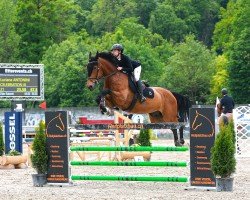 jumper Celebration 53 (Westphalian, 2012, from Carrico)