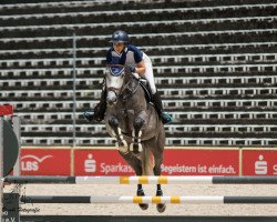 Springpferd Colssini BTH (Holsteiner, 2016, von Colman)