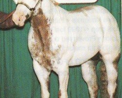 horse Ultimate Proof (Paint Horse, 1995, from Copy Of A Page)