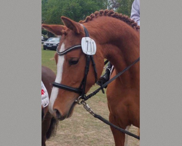 broodmare Highway (German Riding Pony, 2019, from High Flow's Oxford)