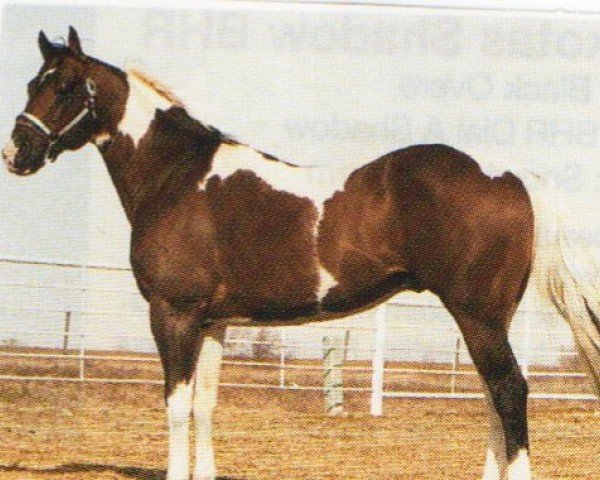 stallion Easy Jet Too (Quarter Horse, 1981, from Easy Jet)