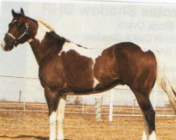 stallion Easy Jet Too (Quarter Horse, 1981, from Easy Jet)