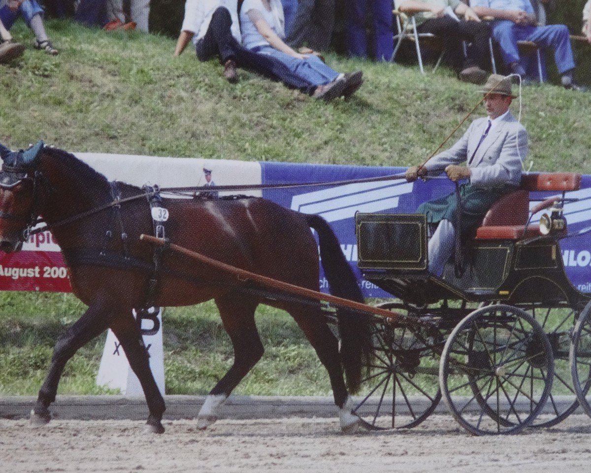 stallion Veit (Sachs-door. Heavy Warmbl., 2003, from Veritas)