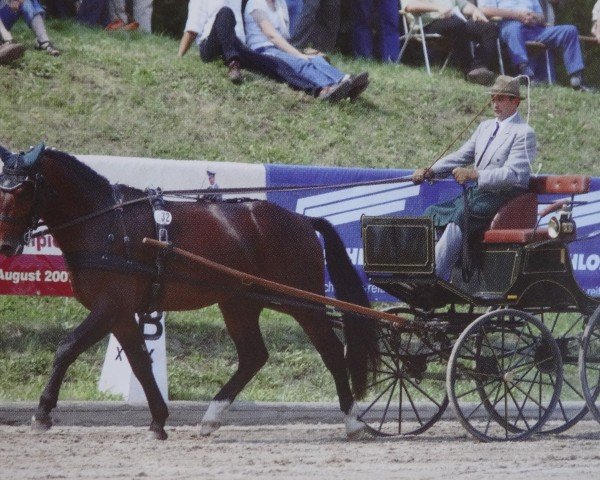 stallion Veit (Sachs-door. Heavy Warmbl., 2003, from Veritas)