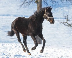 broodmare Soraya (Austrian Warmblood, 1998, from Aletto)