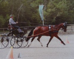 broodmare Bruna (Heavy Warmblood, 1998, from Valerius Mo 1478)