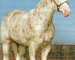 stallion Scenic Frosted Jet (Paint Horse, 1984, from Scenic Jetalito)