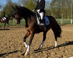 jumper Man tau (Holsteiner, 2019, from Del 'Arko d'Henvet)