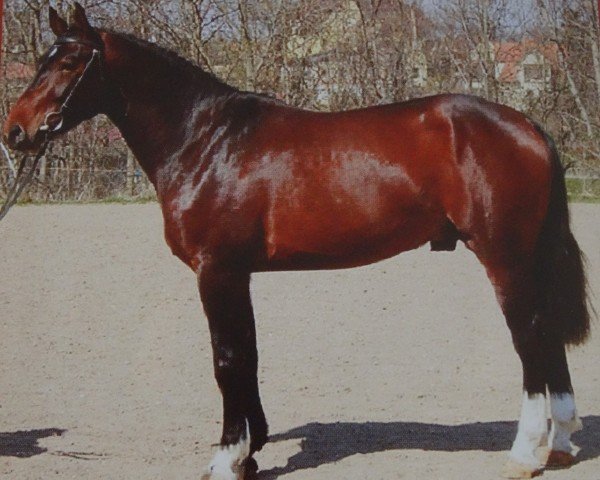 stallion Uranus (Heavy Warmblood, 2001, from Ullstein)