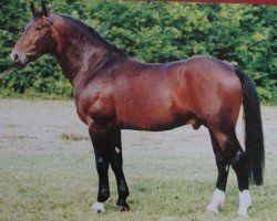 stallion Ullstein (Heavy Warmblood, 1997, from Urban af Hvarre)