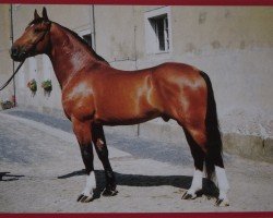 stallion Valerian (Heavy Warmblood, 1998, from Valerius Mo 1478)