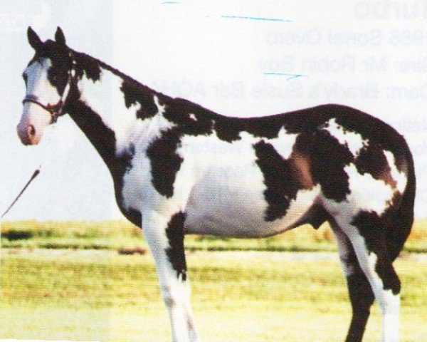 horse Max Blue Ice (Paint Horse, 1996, from Blue Max)