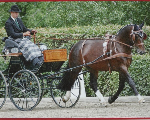 stallion Lord Brown II (Sachs-door. Heavy Warmbl., 2002, from Lord I 1446)